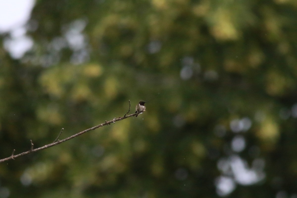 Ruby-throated Hummingbird - Richard Garrigus