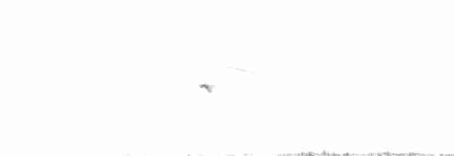 Northern Wheatear (Eurasian) - ML351722221