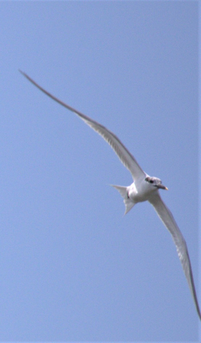 白嘴端燕鷗 - ML351723891