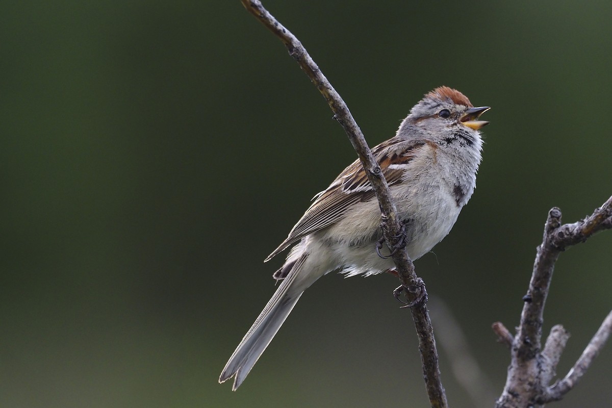 American Tree Sparrow - Donna Pomeroy