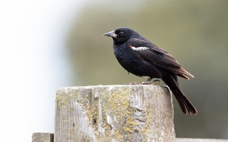 Tricolored Blackbird