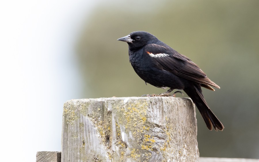 Tricolored Blackbird