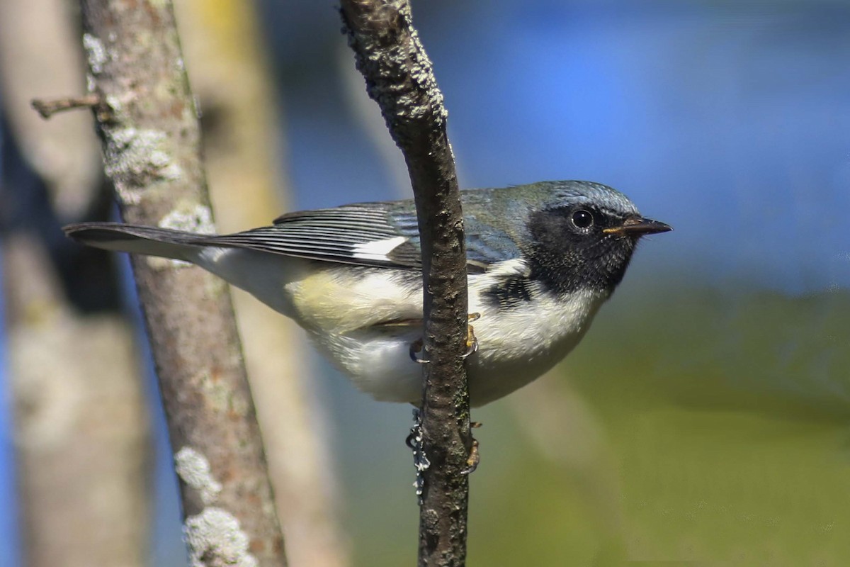 Black-throated Blue Warbler - Charmaine Anderson