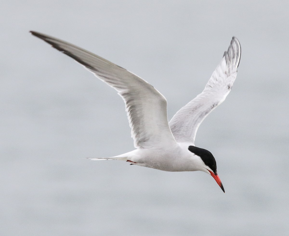 Common Tern - Tom Younkin