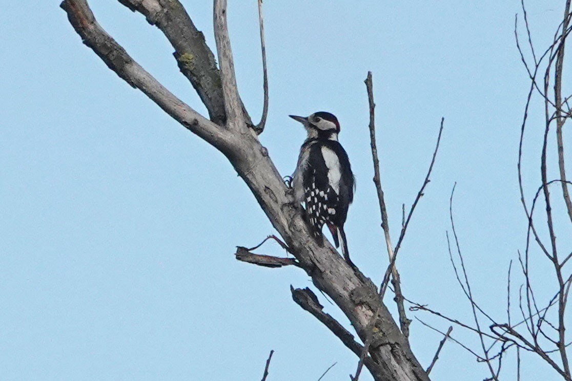 Great Spotted Woodpecker - ML351756131