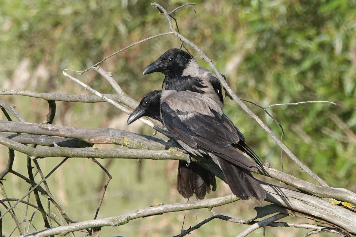 Hooded Crow - ML351756411