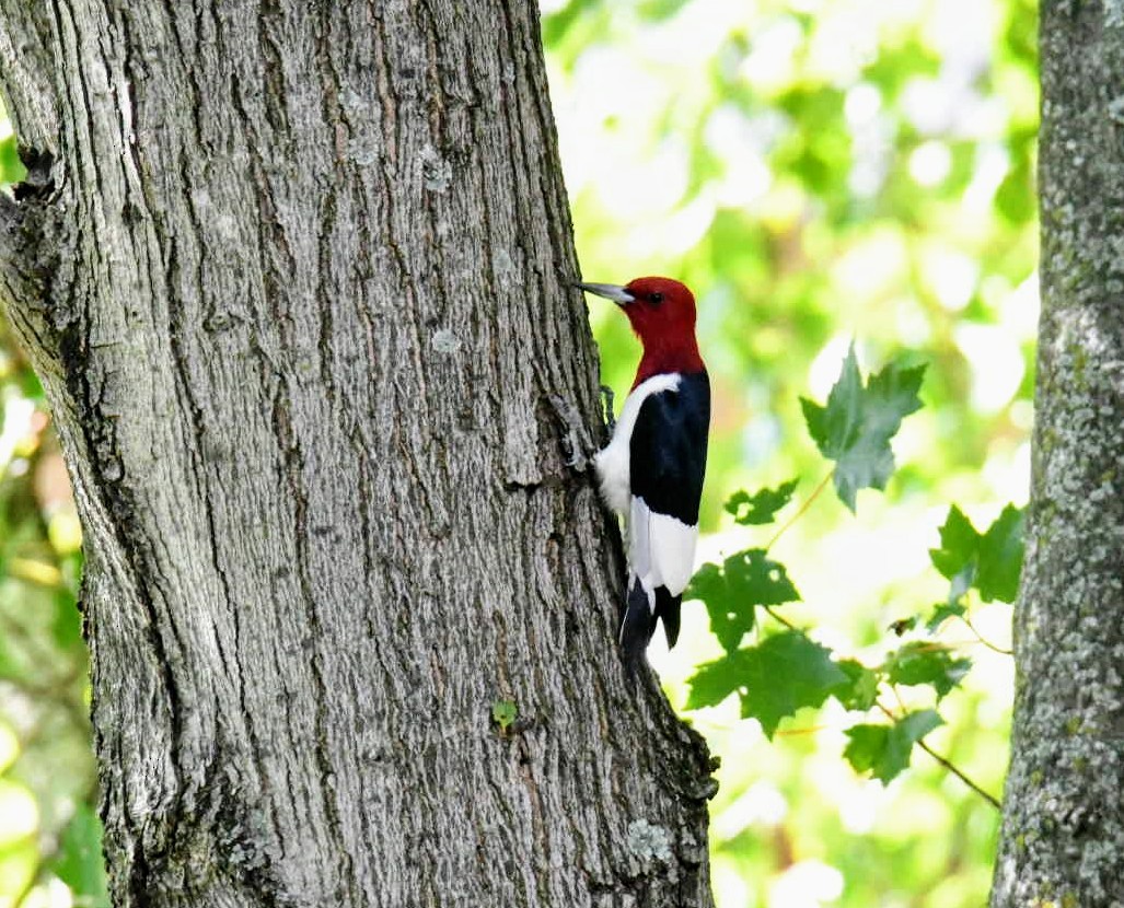 Red-headed Woodpecker - Ezekiel Dobson