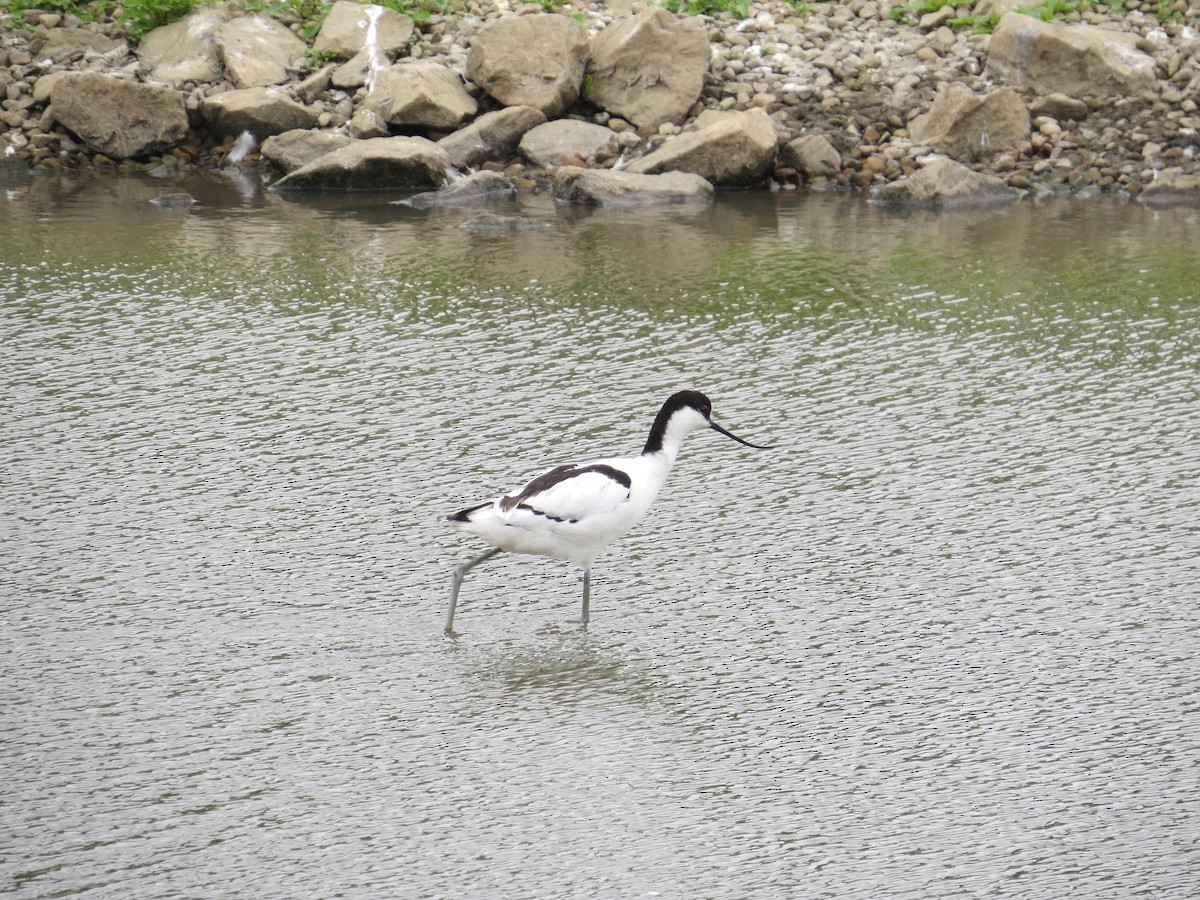 Pied Avocet - Keith Robson