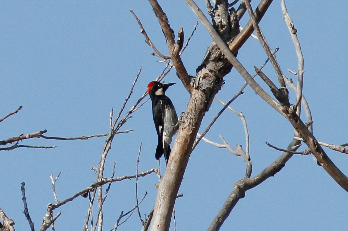 Acorn Woodpecker - Justyn Stahl