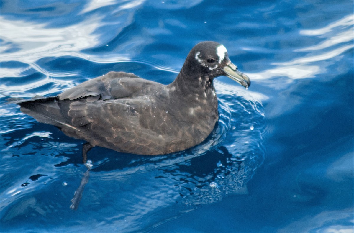 Spectacled Petrel - ML351772581
