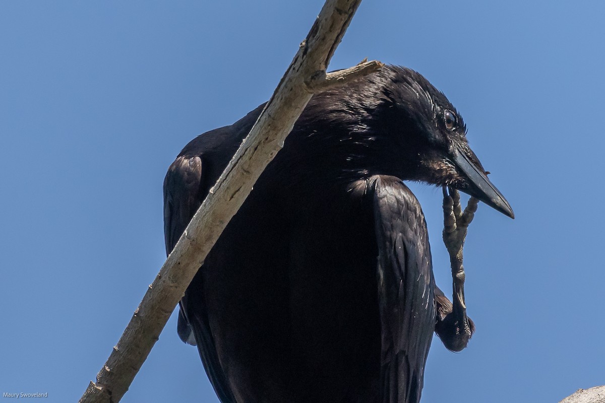 American Crow - Maury Swoveland