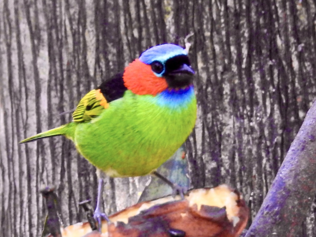 Red-necked Tanager - ML351788711