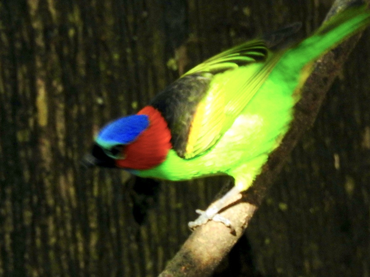 Red-necked Tanager - ML351788721