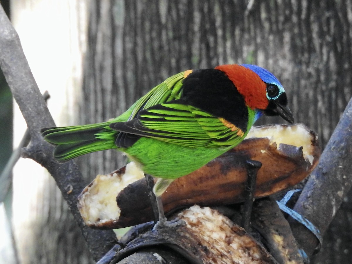 Red-necked Tanager - ML351788751