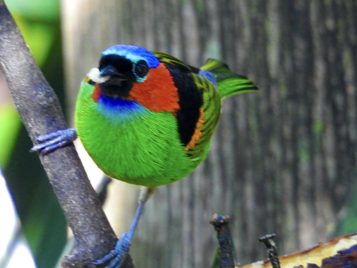 Red-necked Tanager - ML351788841