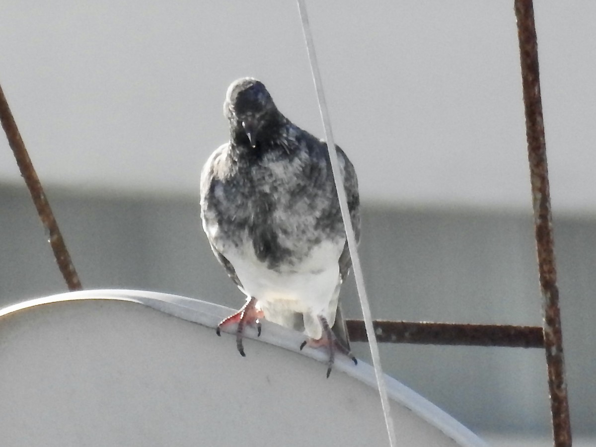 Rock Pigeon (Feral Pigeon) - ML351788971