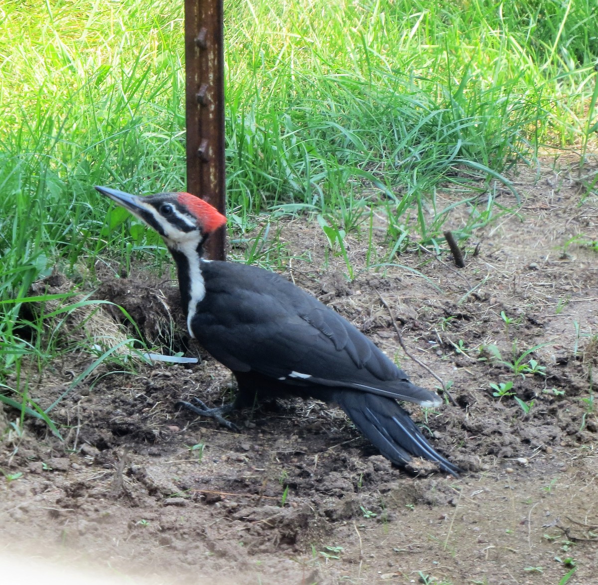 Pileated Woodpecker - ML351796411