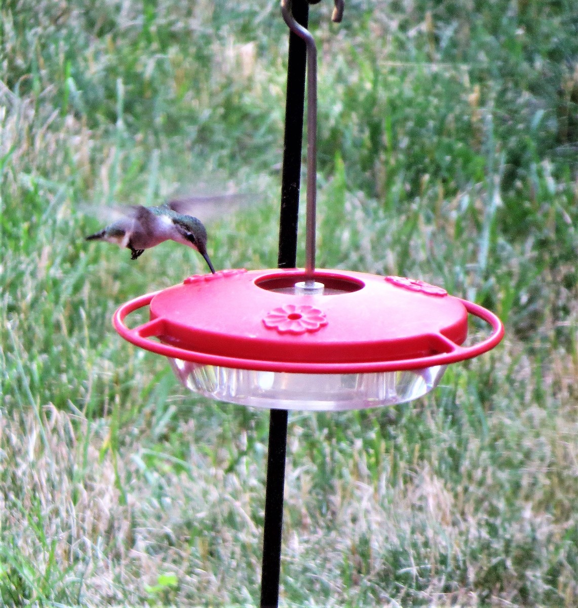 Ruby-throated Hummingbird - ML351796421