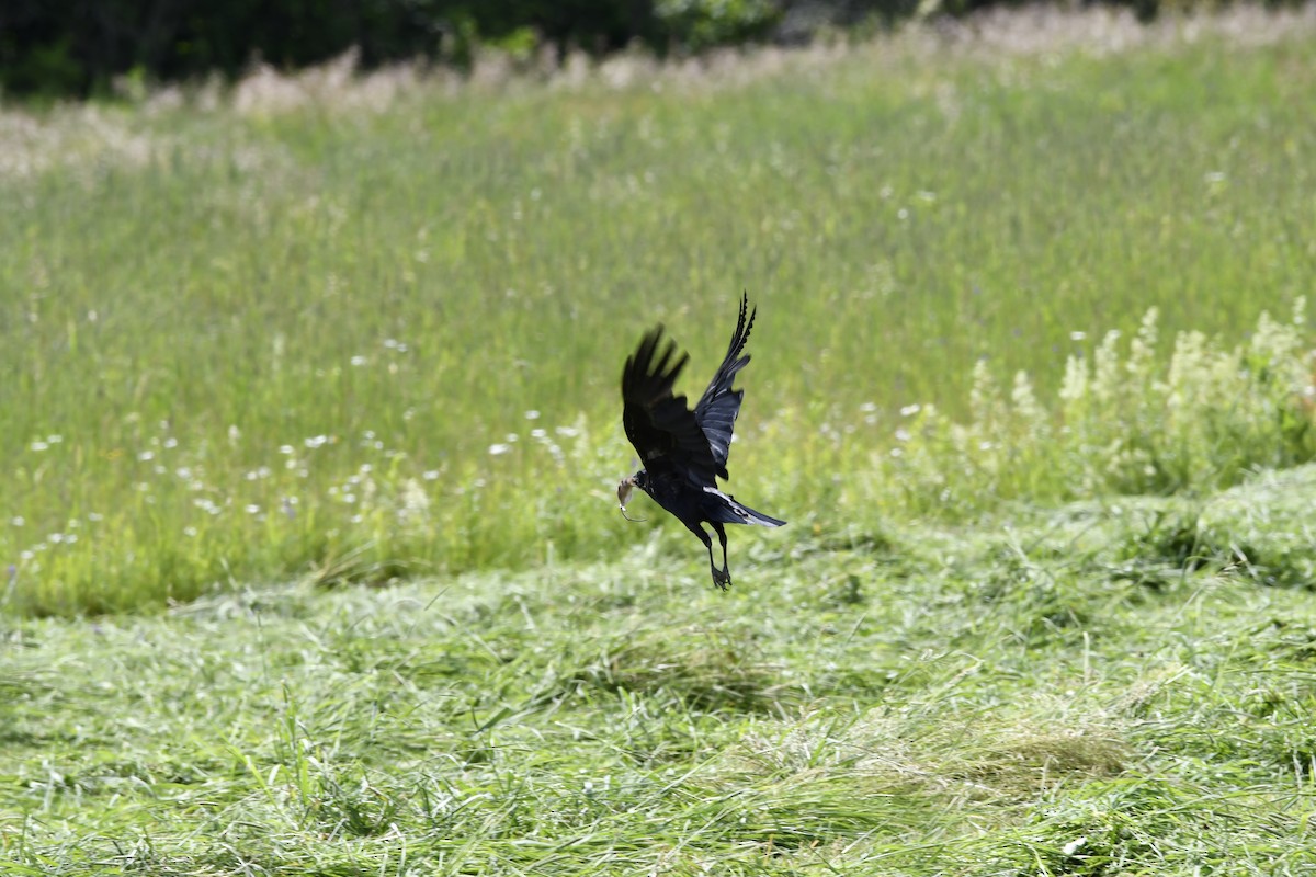 Common Raven - Olga C.