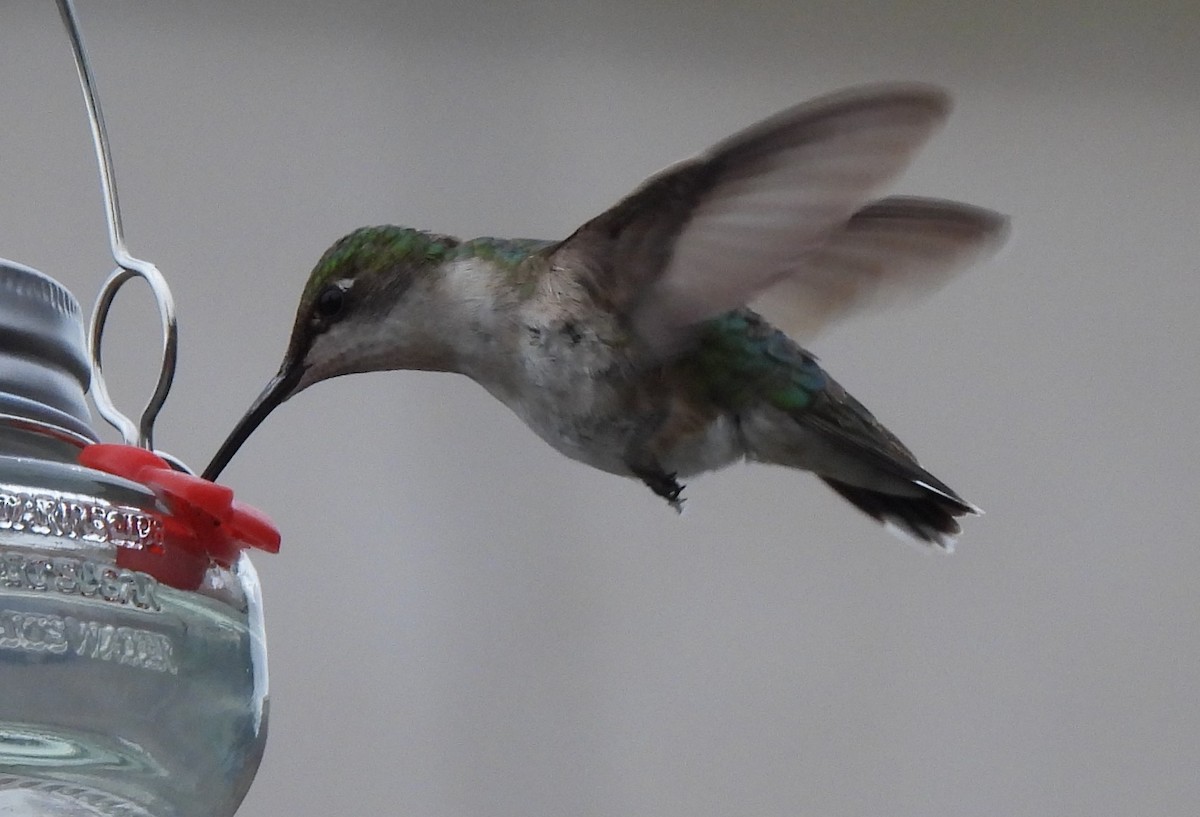 Ruby-throated Hummingbird - ML351797911
