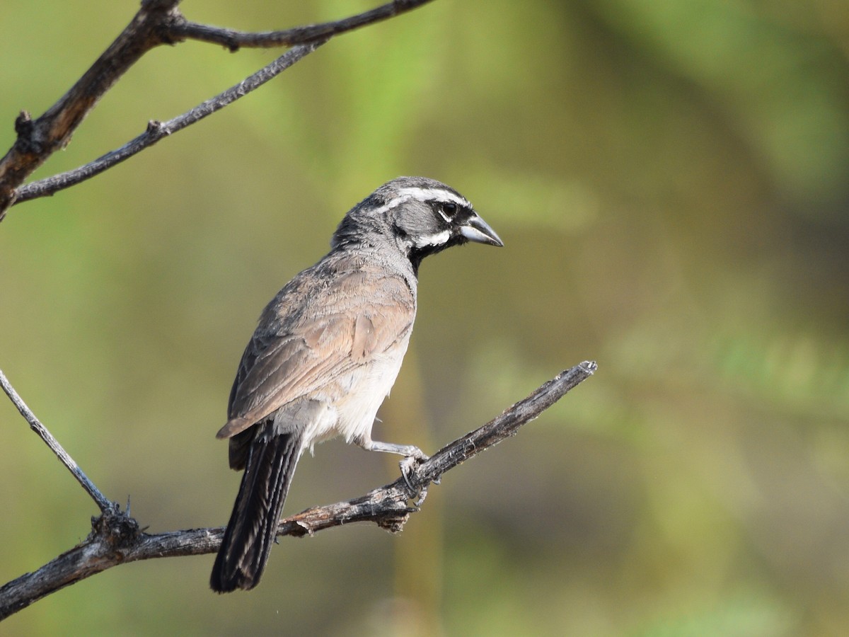 Black-throated Sparrow - Ben Baldwin