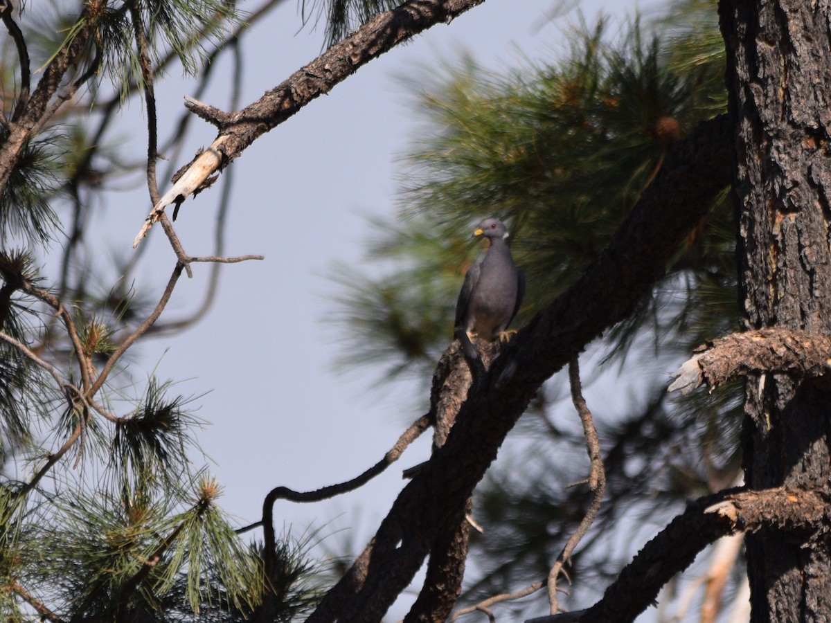 Band-tailed Pigeon - ML351805481