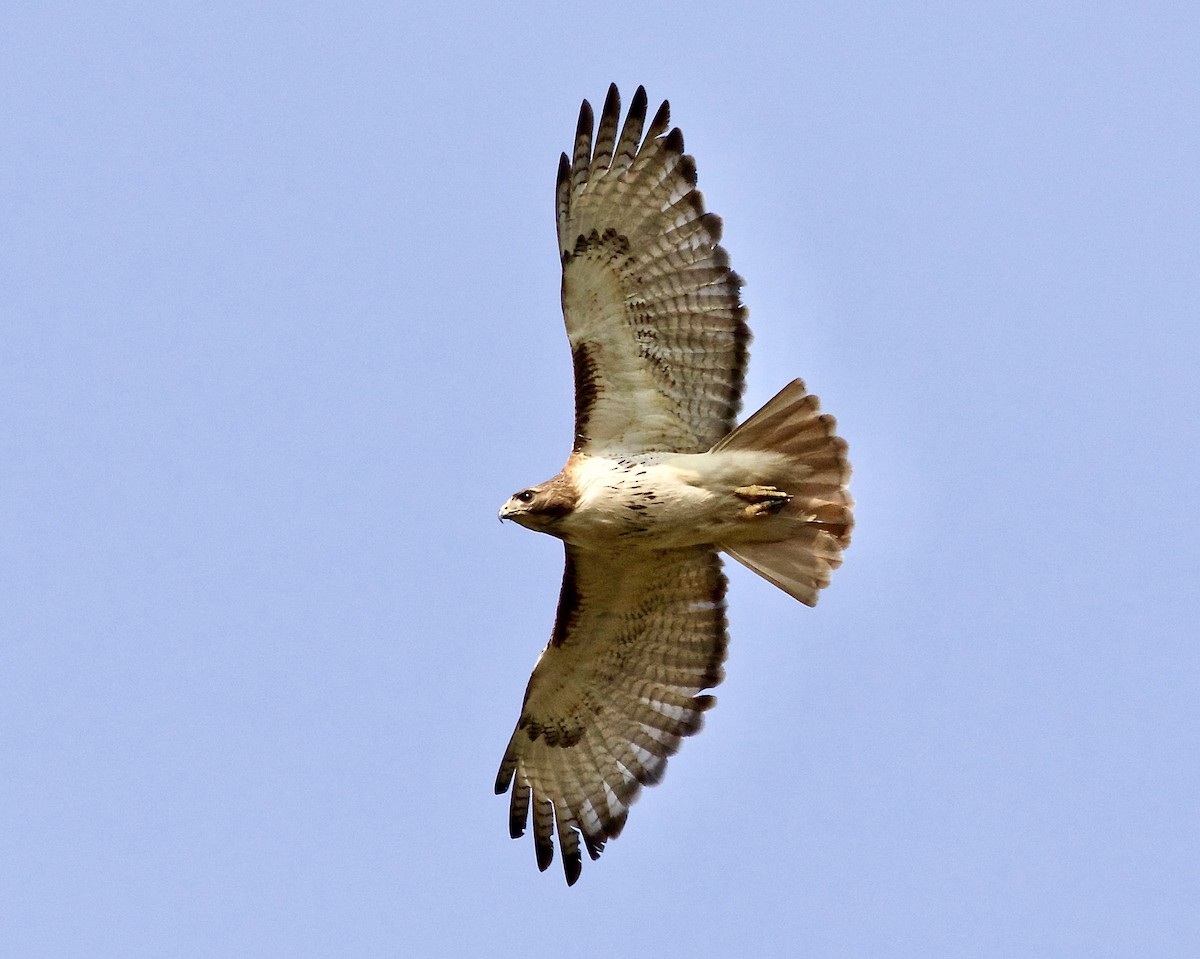 Red-tailed Hawk - ML351805661