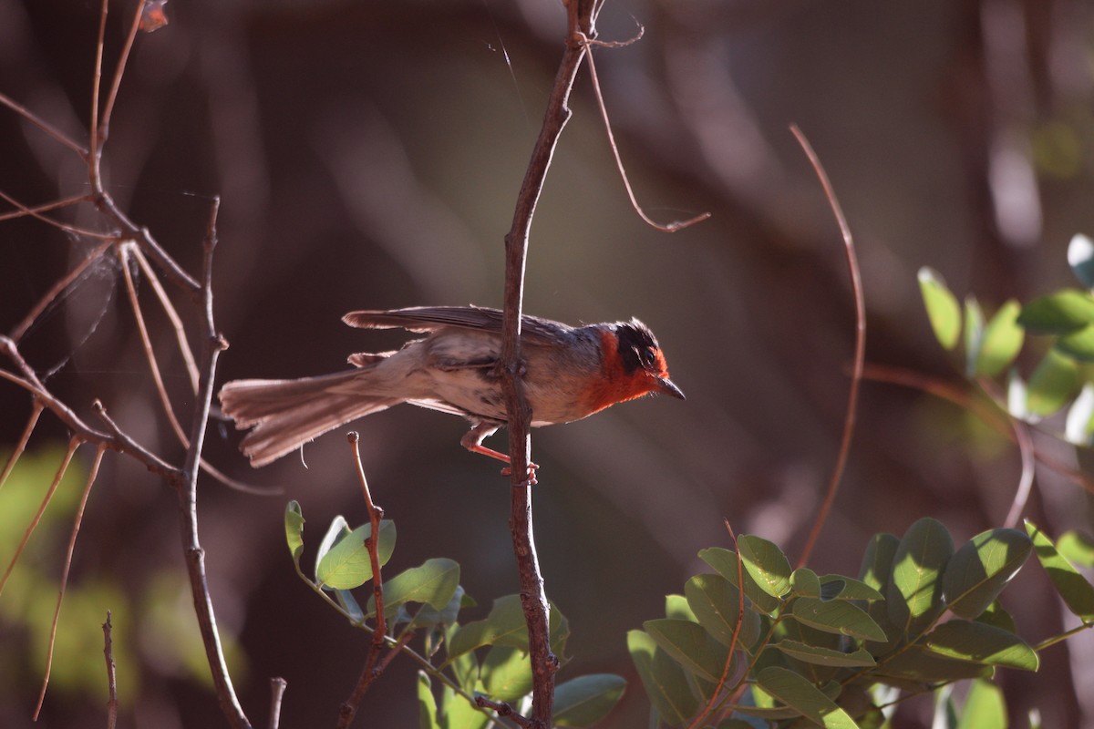 Red-faced Warbler - ML351807251
