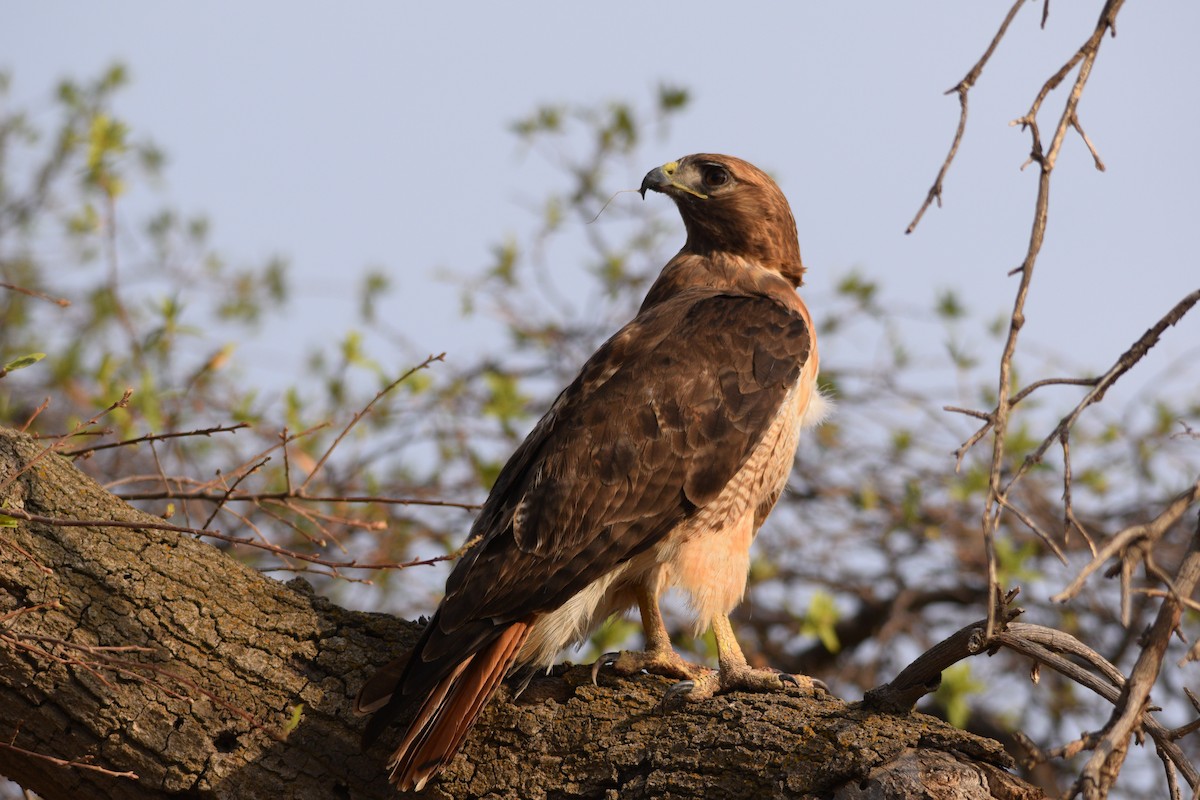 Red-tailed Hawk - ML351812721