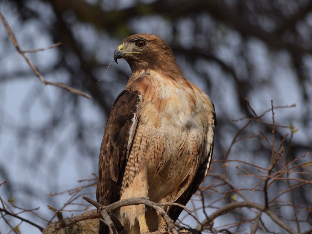 Red-tailed Hawk - ML351812791