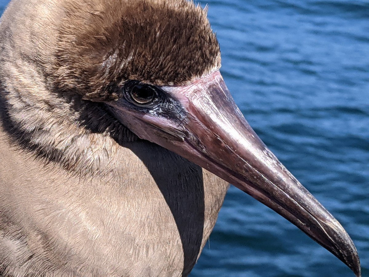 Red-footed Booby - Alaska Historical Records