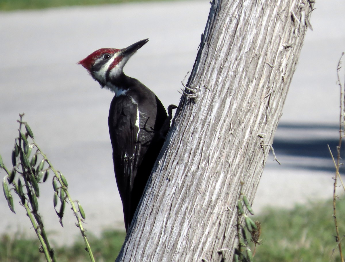 Pileated Woodpecker - Bob Curry