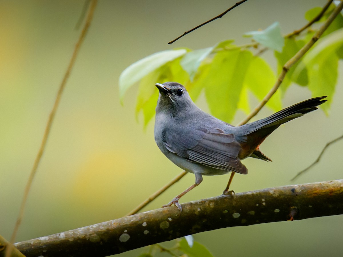 Gray Catbird - ML351820481