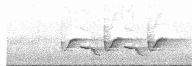 Каролинский крапивник - ML351825961