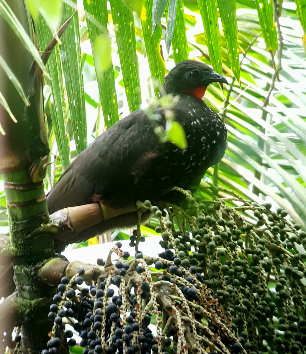 Crested Guan - ML351827761