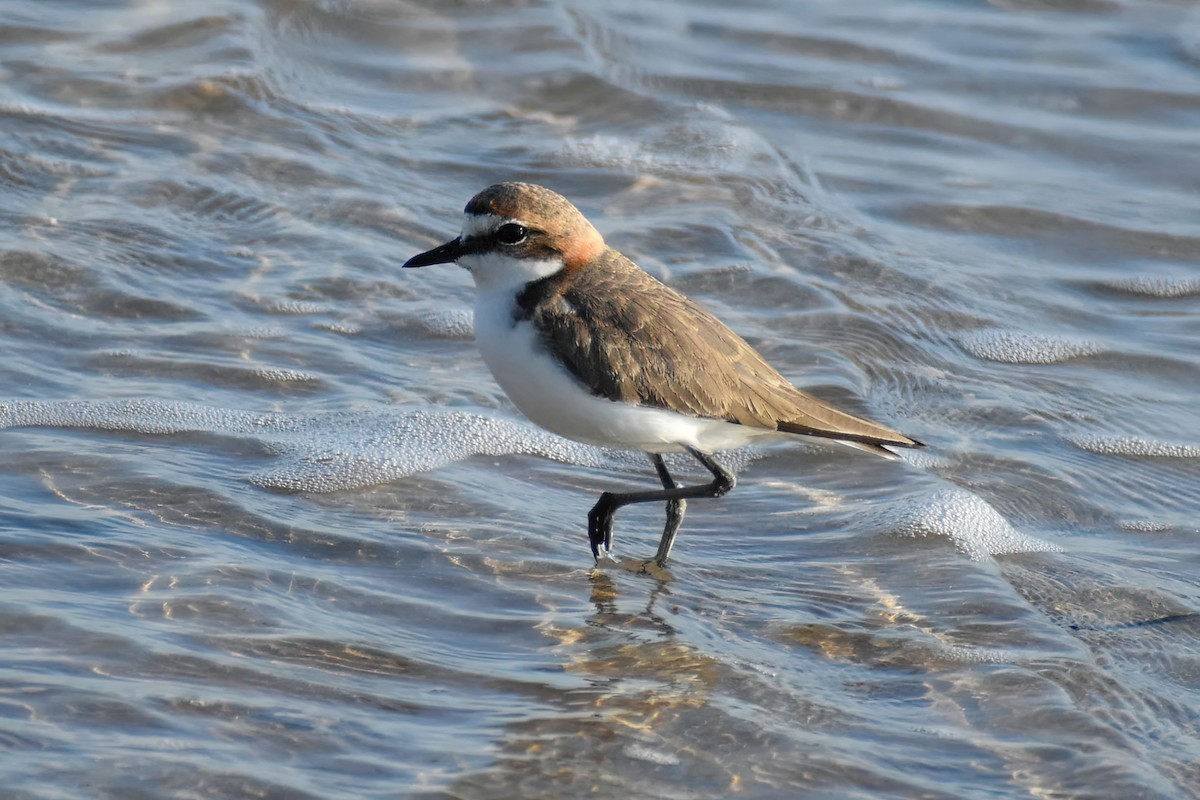 Red-capped Plover - ML351835311