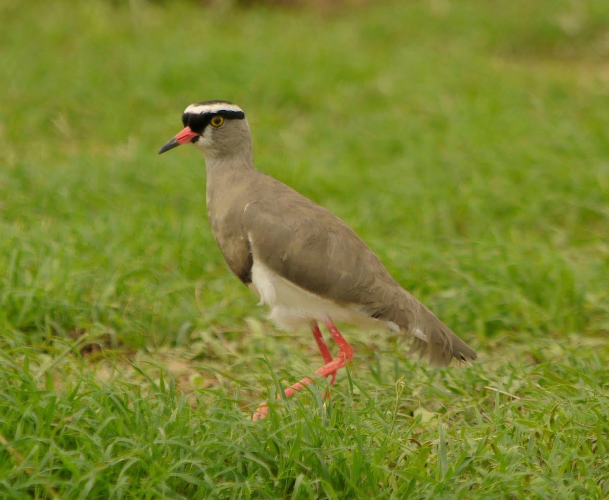 Crowned Lapwing - ML351836991