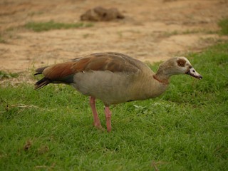 Egyptian Goose, ML351839091