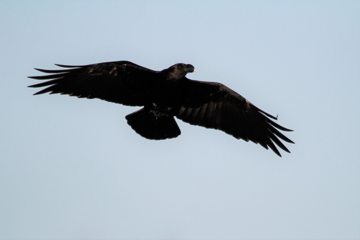 White-necked Raven - ML351839221