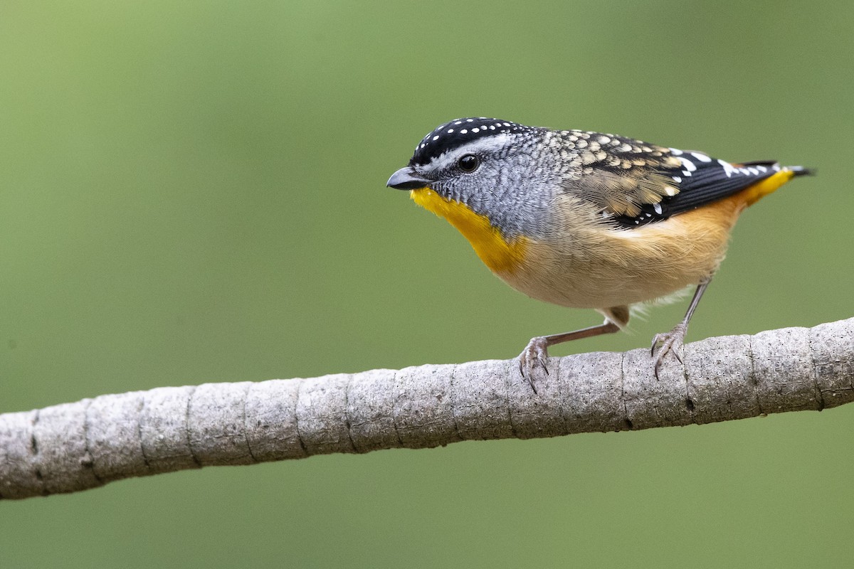Spotted Pardalote - ML351839621
