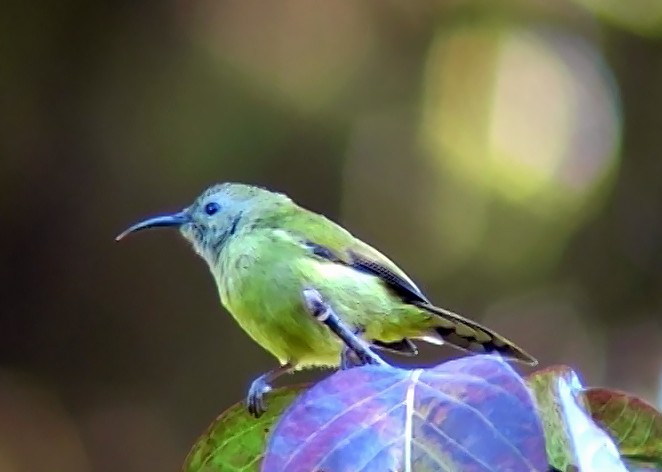 Green-tailed Sunbird (Doi Inthanon) - Josep del Hoyo
