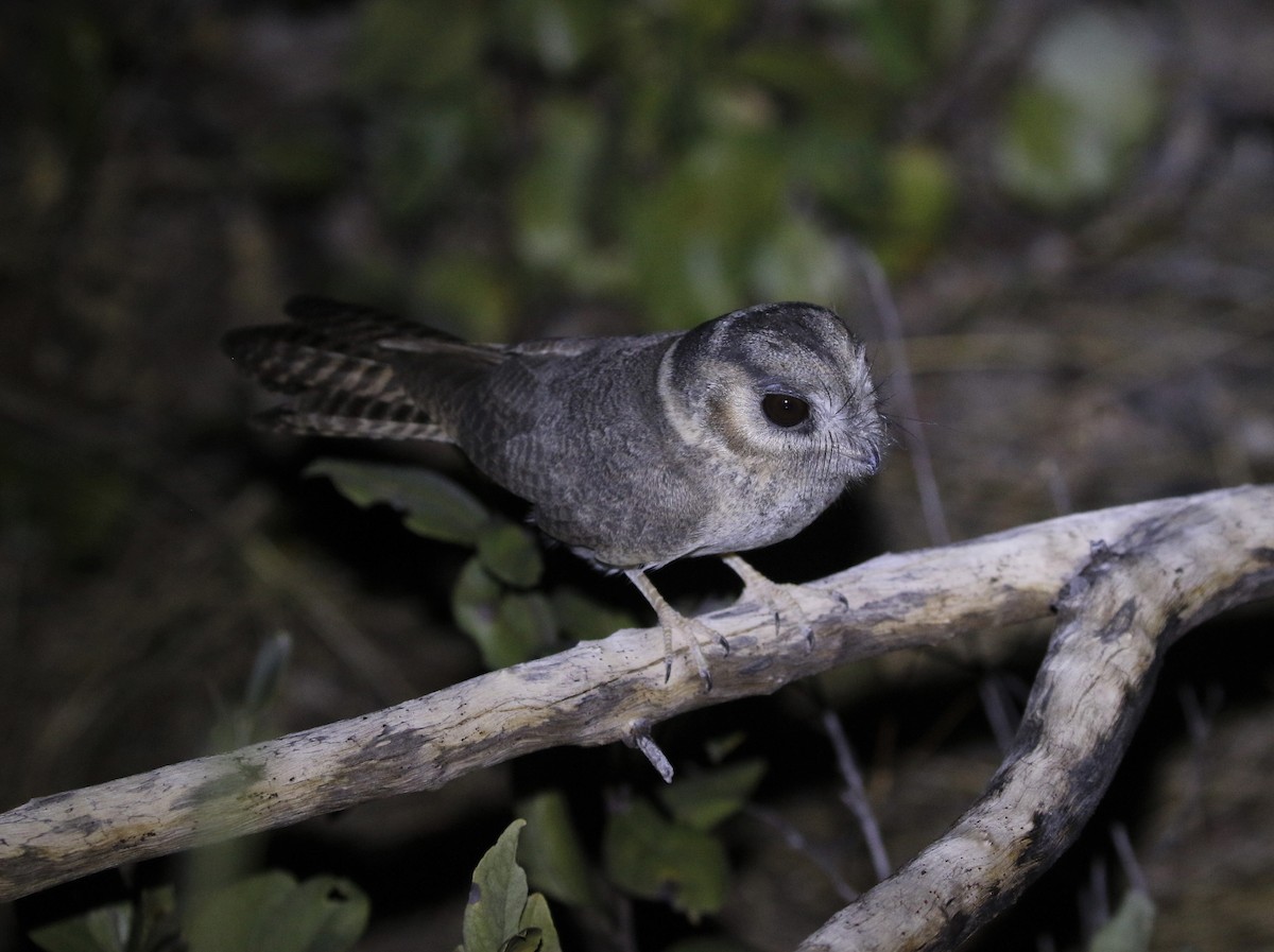Australian Owlet-nightjar - ML351842771
