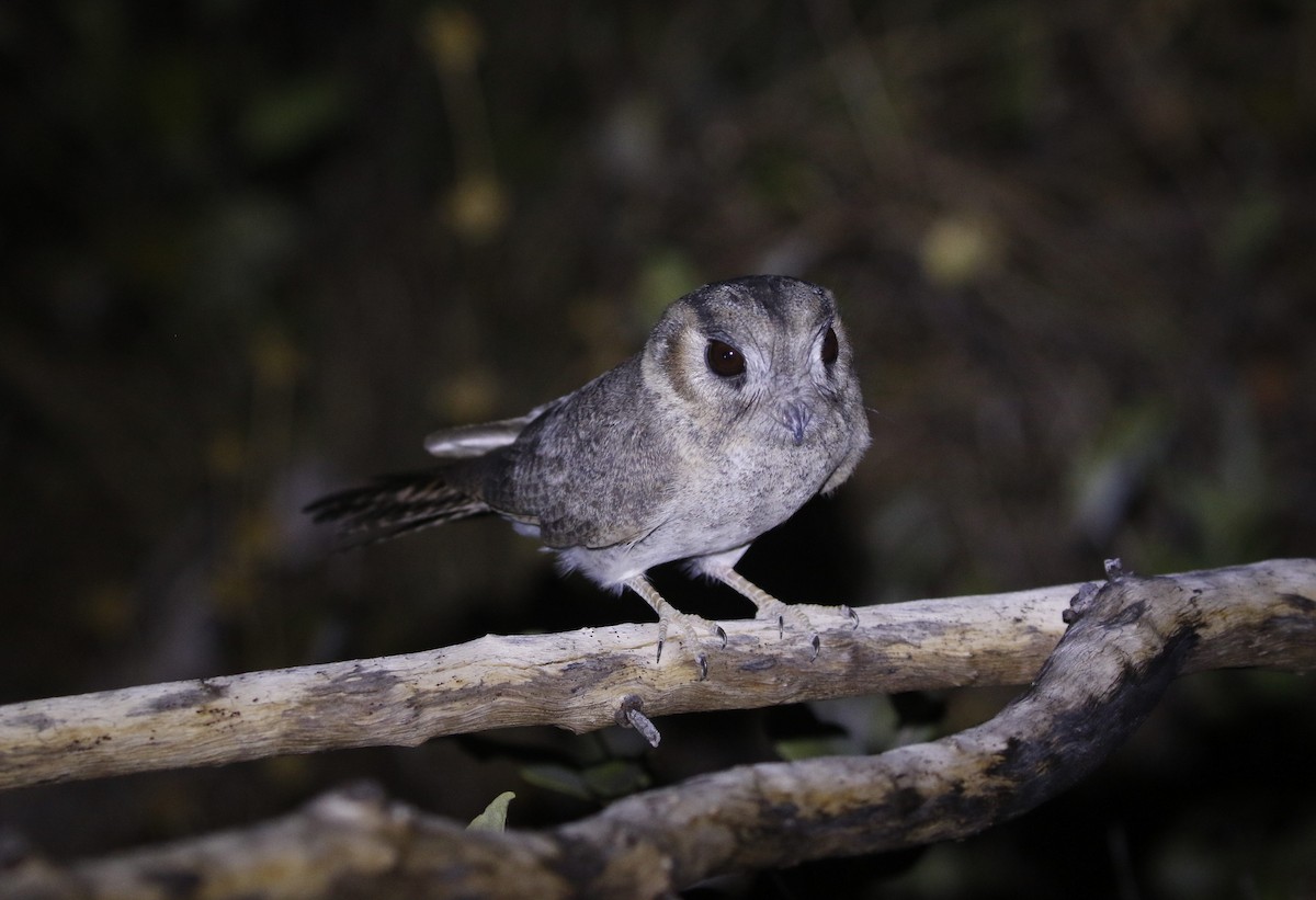 Australian Owlet-nightjar - Dan Ashdown