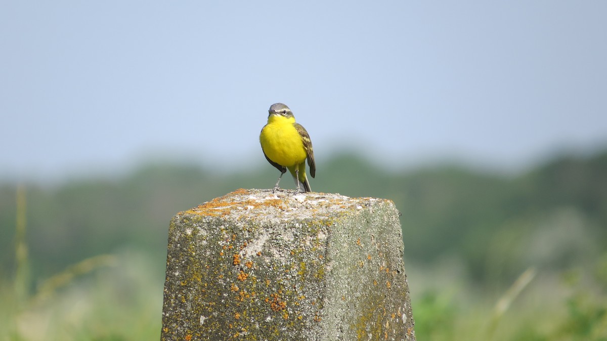 Western Yellow Wagtail - Wieland Feuerabendt