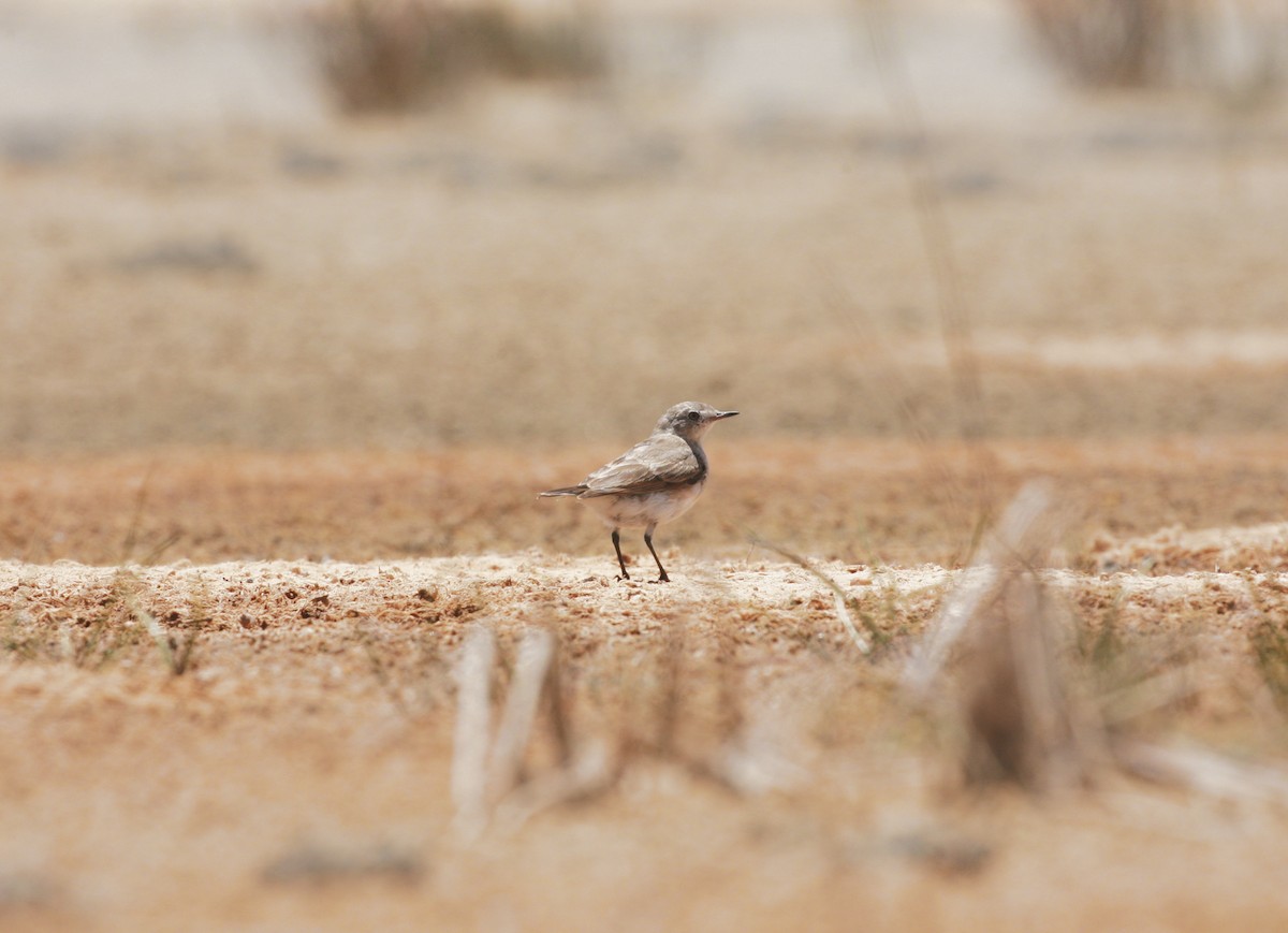White-fronted Chat - ML351844081
