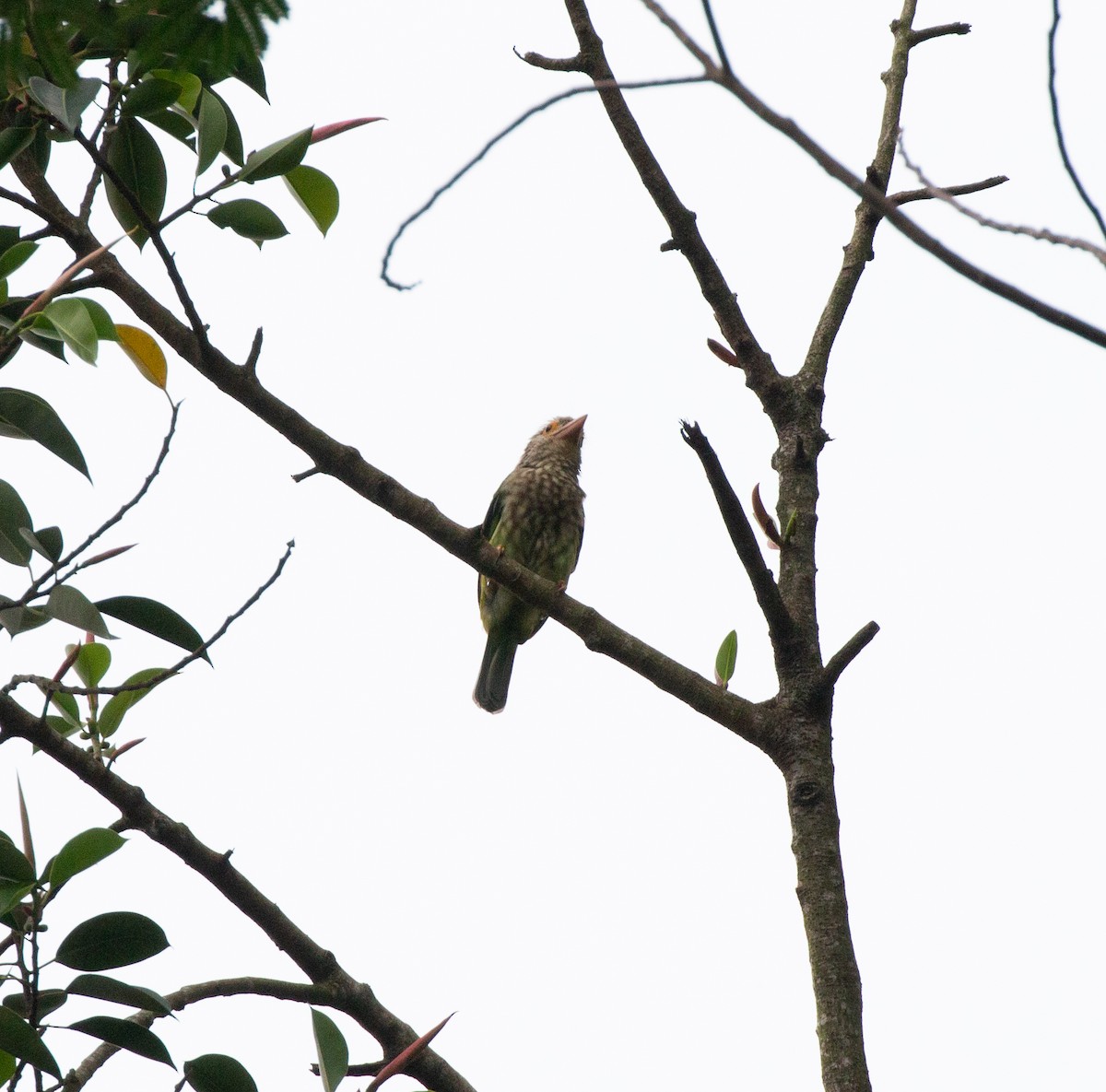 Lineated Barbet - ML351849441