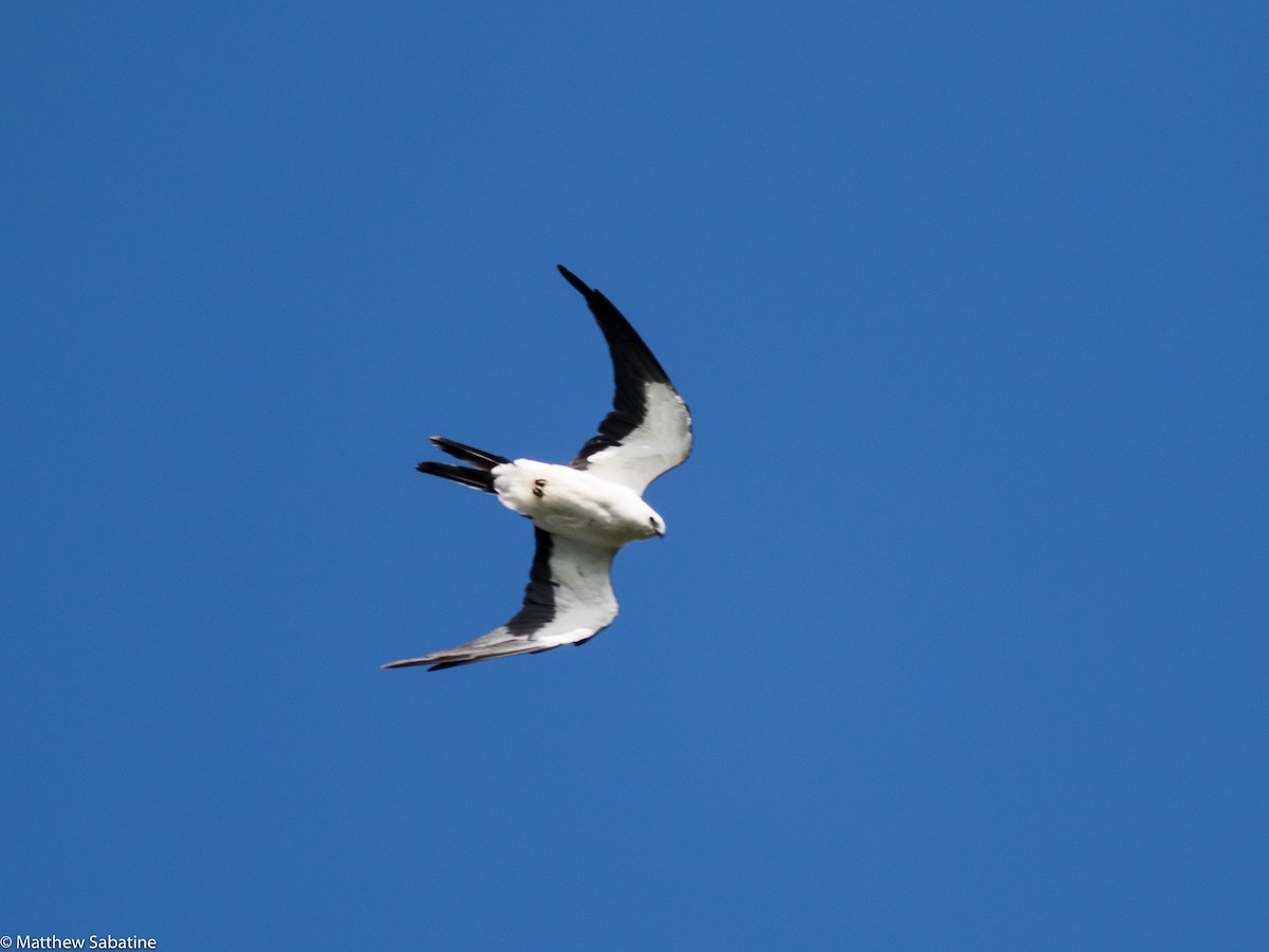 Swallow-tailed Kite - ML35184971
