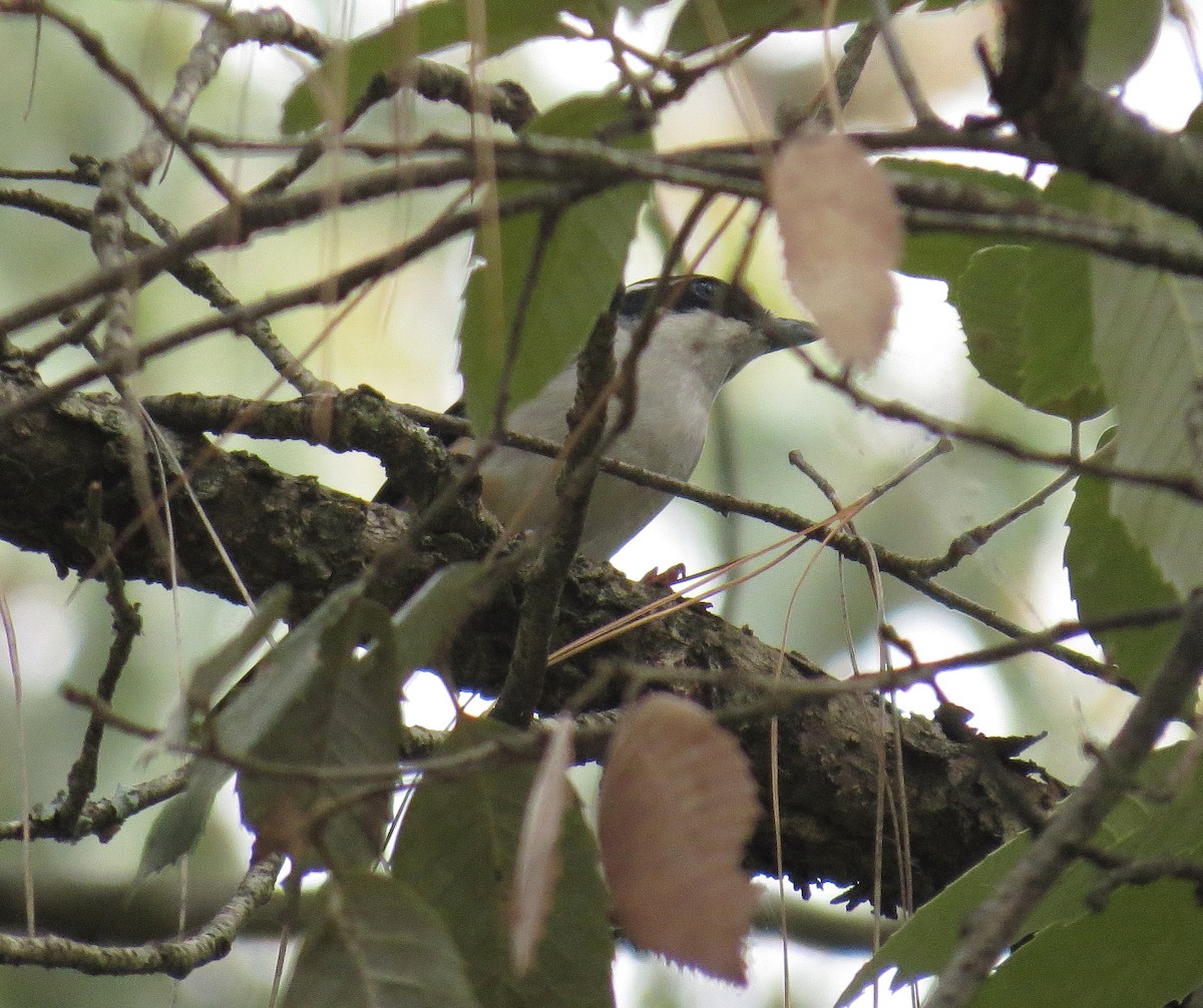 White-browed Shrike-Babbler (Himalayan) - Udiyaman Shukla