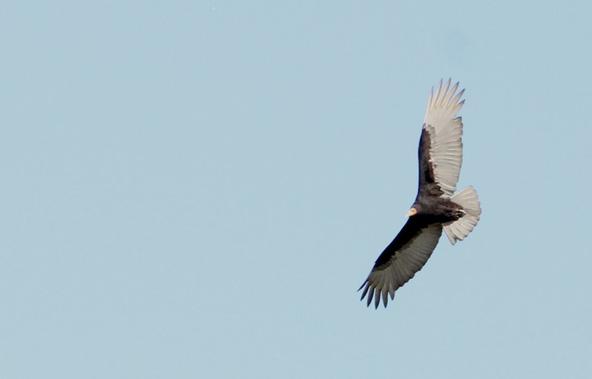 Lesser Yellow-headed Vulture - Miguel  Magro
