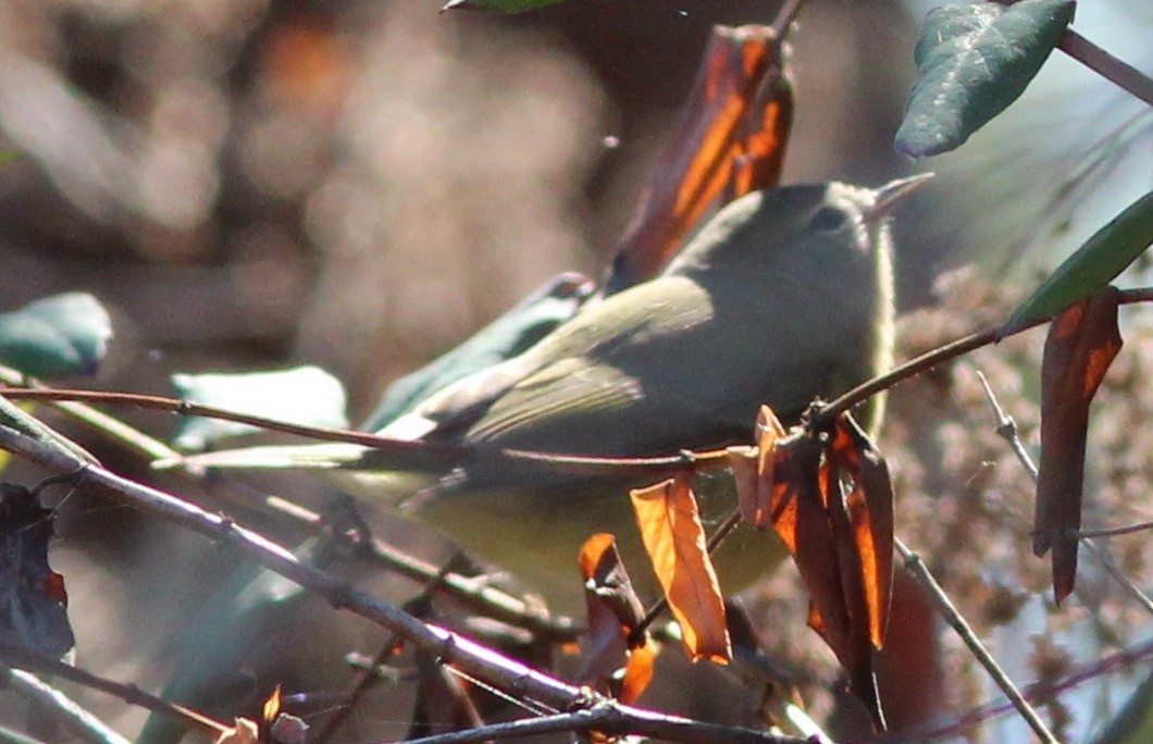 Orange-crowned Warbler (Gray-headed) - Breck Tyler